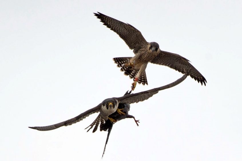 Woking Peregrines (James Sellen)