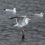 Yellow-legged Gull, Holmethorpe SP (G Hay).