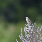 Whinchat, Eashing Fields (E Stubbs).