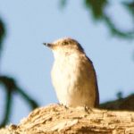 Spotted Flycatcher, Chobham Common (E Sames).
