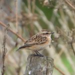 Whinchat, Fetcham (J Snell).