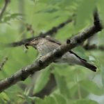 Spotted Flycatcher, Mercers CP (G Hay).