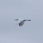 Great Egret, Holmethorpe SP (G Hay).