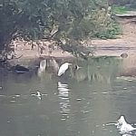 Great Egret, Mitcham Common (M Bravery).