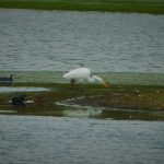 Great Egret, Tice's Meadow (M Fincham).