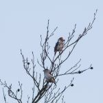 Hawfinches, Effingham Forest (J Hobden).
