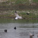 Yellow-legged Gull, Beddington Farmlands (Z Pannifer).