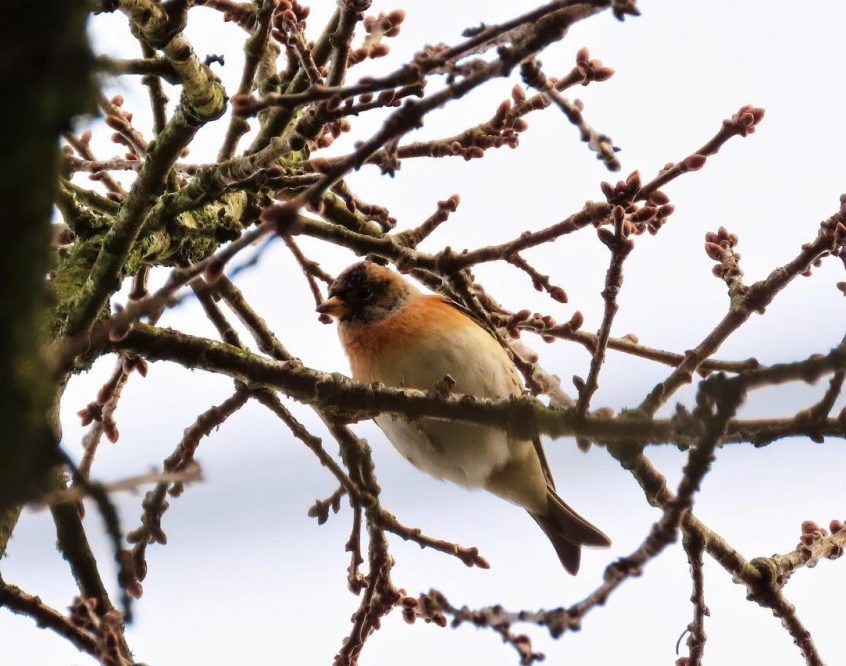 Brambling, Abinger Bottom (L Bugby). Brambling, Abinger Bottom (L Bugby).