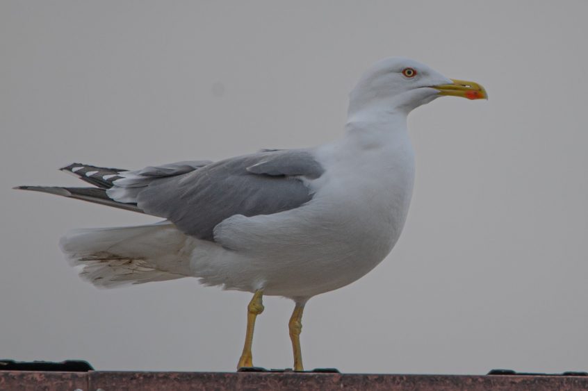 Yellow-legged Gull, Kingston upon Thames (R Inns). Yellow-legged Gull, Kingston upon Thames (R Inns).