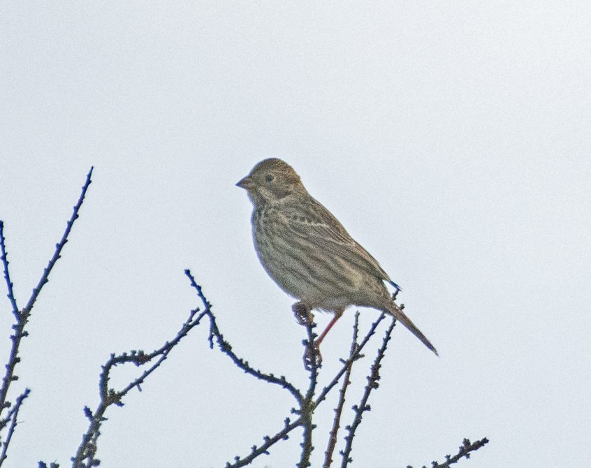 Corn Bunting, Shackleford (E Stubbs). Corn Bunting, Shackleford (E Stubbs).