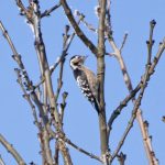 Lesser Spotted Woodpecker, Eashing Fields (E Stubbs).