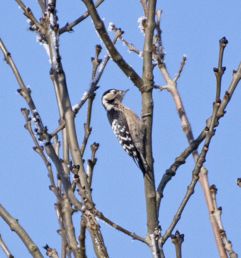 Lesser Spotted Woodpecker, Eashing Fields (E Stubbs). Lesser Spotted Woodpecker, Eashing Fields (E Stubbs).