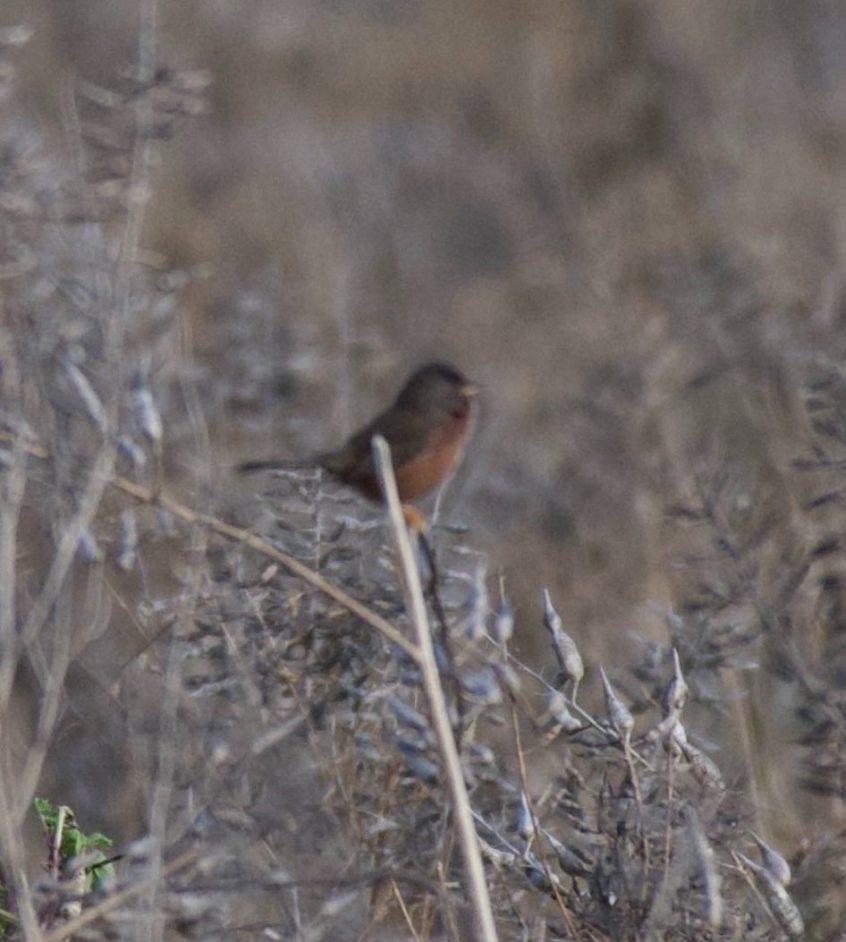 Dartford Warbler, Papercourt Water Meadows (E Sames). Dartford Warbler, Papercourt Water Meadows (E Sames).