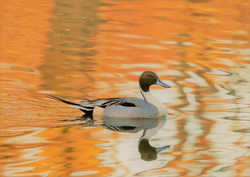 Pintail, Britten's Pond (M Fincham). Pintail, Britten's Pond (M Fincham).
