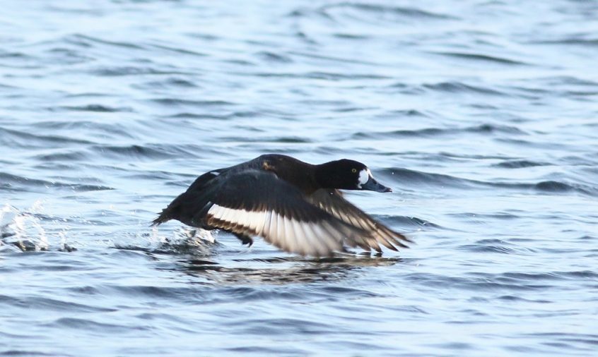 Scaup, Island Barn Reservoir (D Harris). Scaup, Island Barn Reservoir (D Harris).