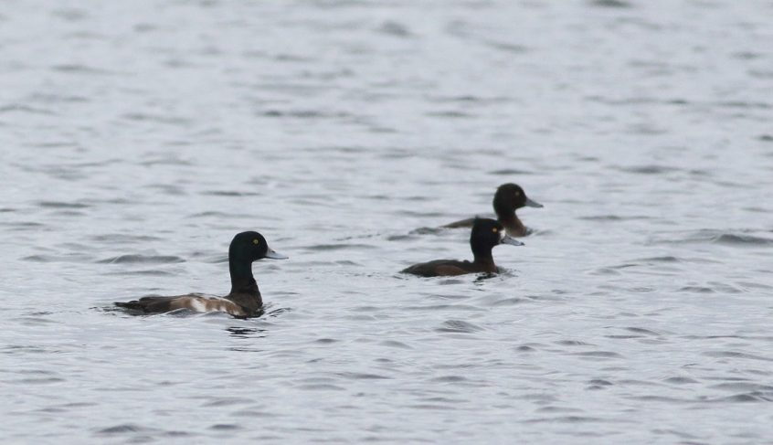 Scaup (left), Island Barn Reservoir (D Harris). Scaup (left), Island Barn Reservoir (D Harris).