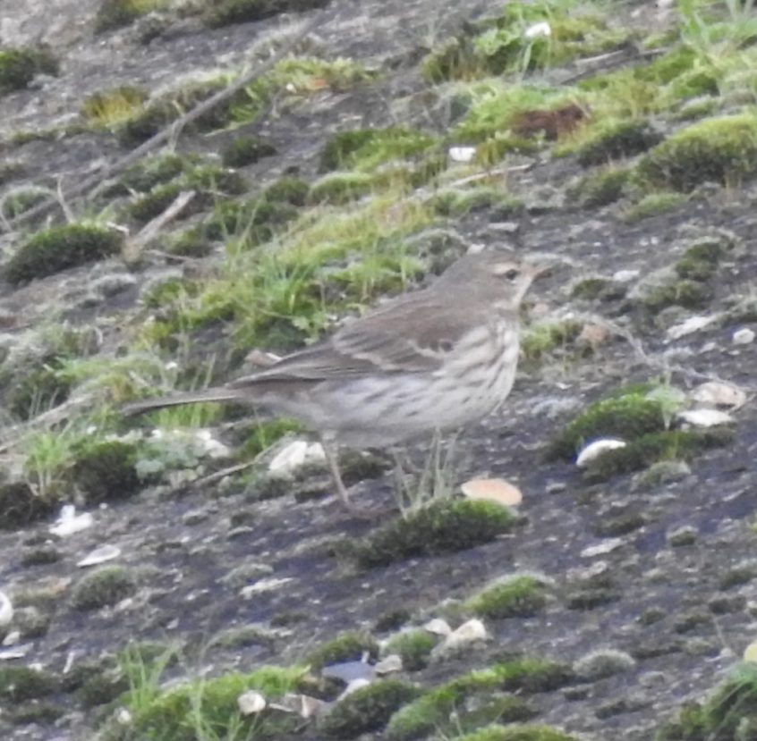 Water Pipit, Beddington Farmlands (D Warren). Water Pipit, Beddington Farmlands (D Warren).