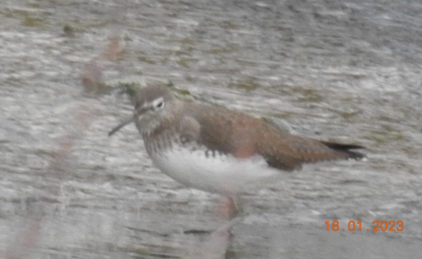 Green Sandpiper, Beddington Farmlands (D Warren). Green Sandpiper, Beddington Farmlands (D Warren).