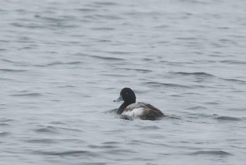 Scaup, Island Barn Reservoir (D Harris). Scaup, Island Barn Reservoir (D Harris).
