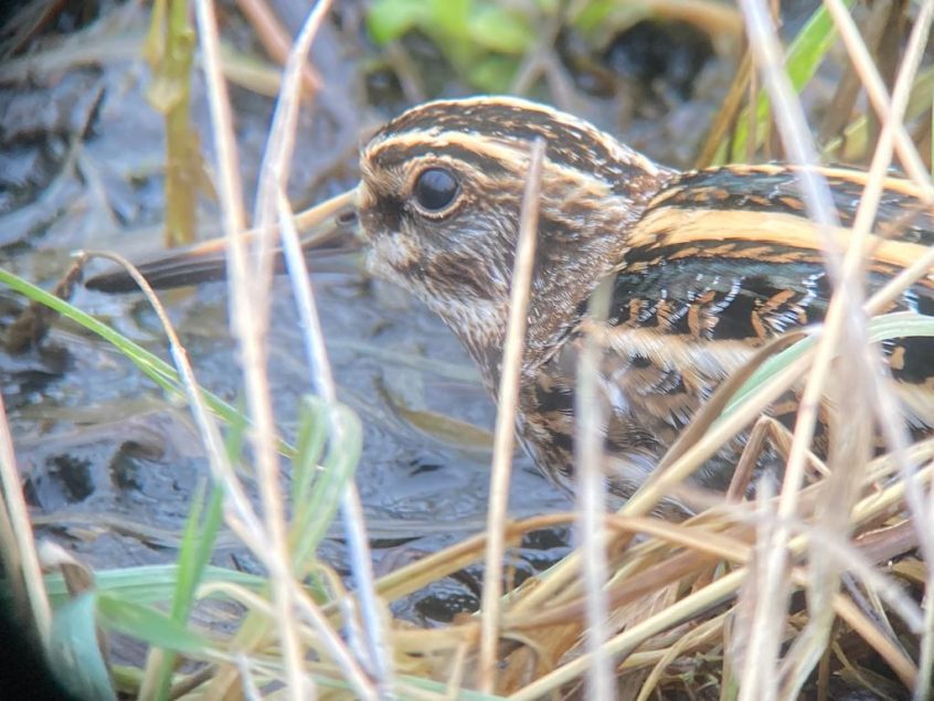 Jack Snipe, Beddington Farmlands (D Bulling). Jack Snipe, Beddington Farmlands (D Bulling).