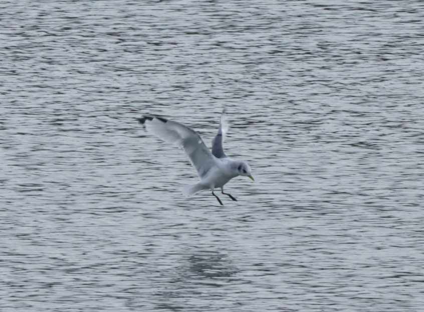 Kittiwake, Holmethorpe SP (G Hay). Kittiwake, Holmethorpe SP (G Hay).