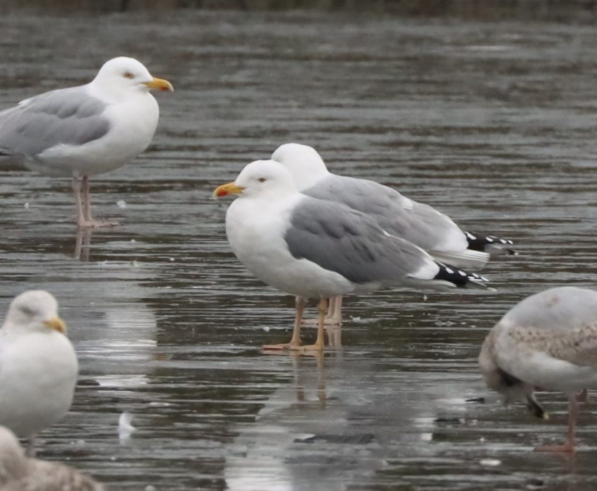 Yellow-legged Gull, Holmethorpe SP (G Hay). Yellow-legged Gull, Holmethorpe SP (G Hay).