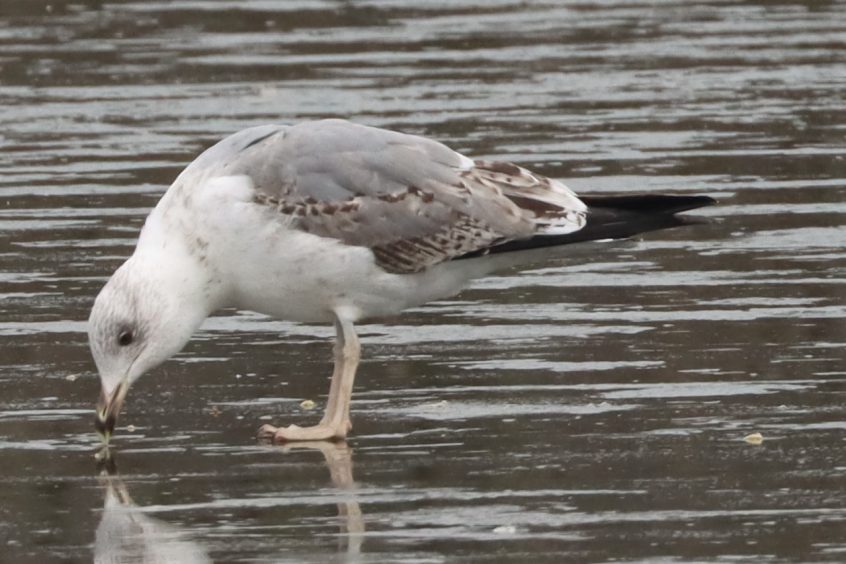 Yellow-legged Gull, Holmethorpe SP (G Hay). Yellow-legged Gull, Holmethorpe SP (G Hay).