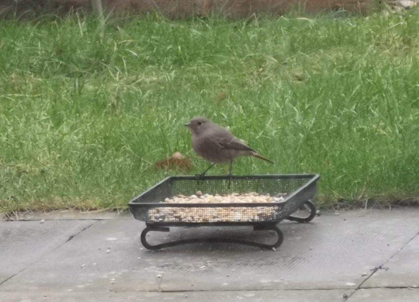 Black Redstart, Woking (C Badenhorst). Black Redstart, Woking (C Badenhorst).