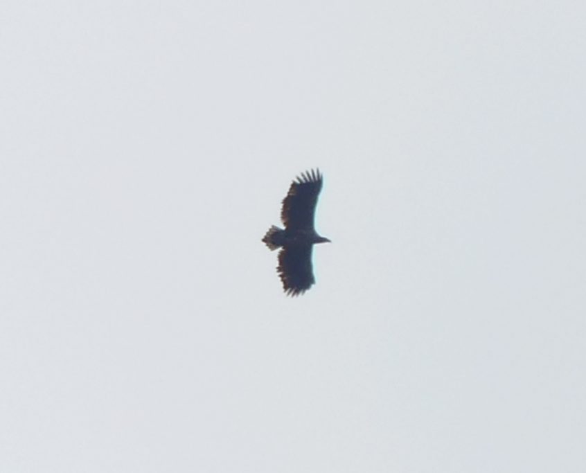 White-tailed Eagle, Fetcham Mill Pond (C Kemp). White-tailed Eagle, Fetcham Mill Pond (C Kemp).