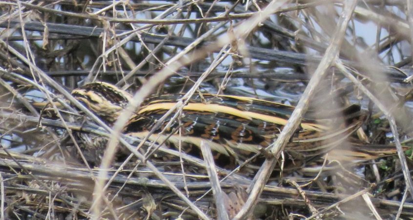Jack Snipe, Beddington Farmlands (I Jones). Jack Snipe, Beddington Farmlands (I Jones).