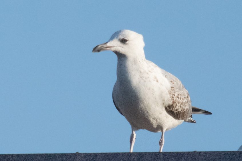 Caspian Gull, Kingston upon Thames (T Inns). Caspian Gull, Kingston upon Thames (T Inns).