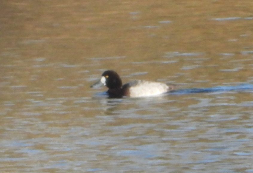 Scaup, Thorpe Park (J Snell). Scaup, Thorpe Park (J Snell).