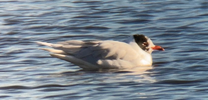 Mediterranean Gull, Beddington Farmlands (D Bulling). Mediterranean Gull, Beddington Farmlands (D Bulling).