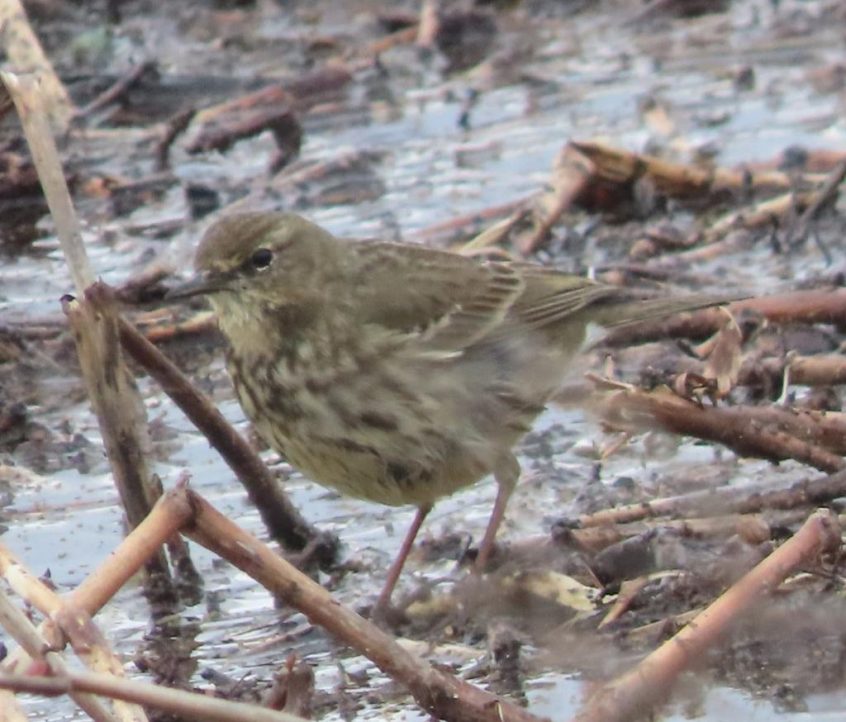 Rock Pipit, Beddington Farmlands (M Kohler). Rock Pipit, Beddington Farmlands (M Kohler).