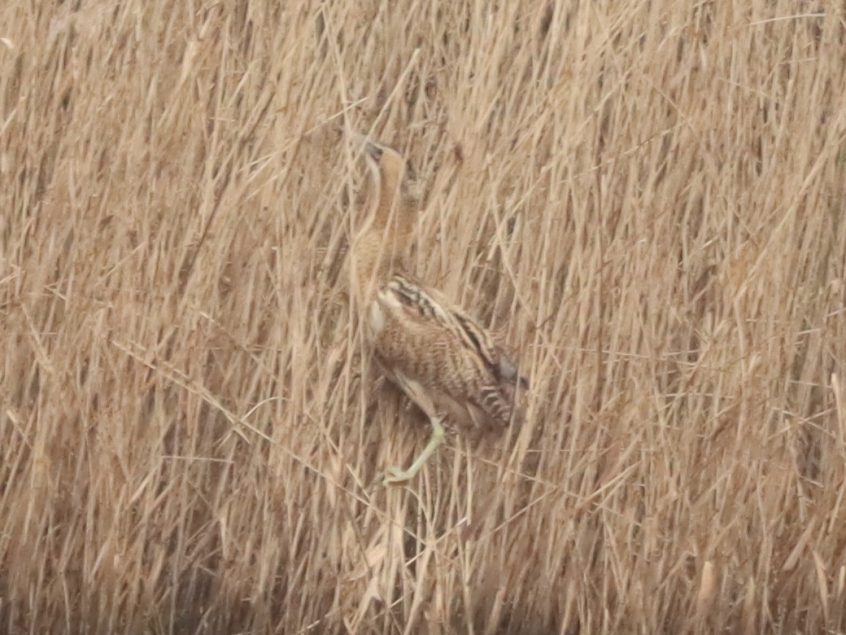 Bittern, Holmethorpe SP (G Hay). Bittern, Holmethorpe SP (G Hay).