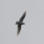 Mediterranean Gull, Holmethorpe SP (G Hay).