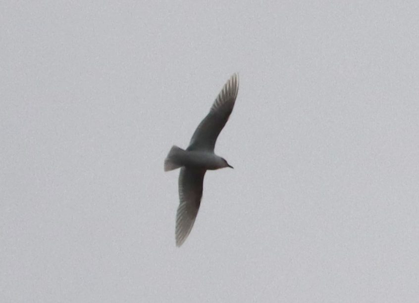Mediterranean Gull, Holmethorpe SP (G Hay). Mediterranean Gull, Holmethorpe SP (G Hay).