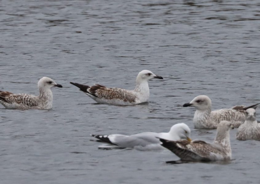 Caspian Gull, Holmethorpe SP (G Hay). Caspian Gull, Holmethorpe SP (G Hay).