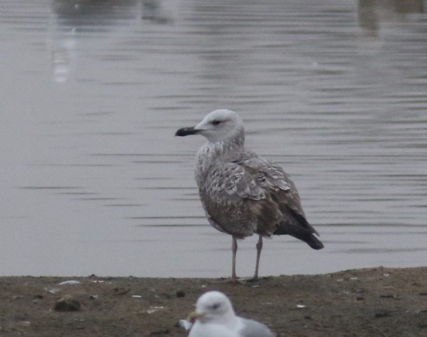 Caspian Gull, Beddington Farmlands (P Alfrey). Caspian Gull, Beddington Farmlands (P Alfrey).