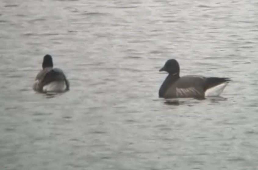 Brent Geese, London Wetland Centre (A Salmon). Brent Geese, London Wetland Centre (A Salmon).
