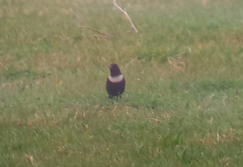 Ring Ouzel, Beddington Farmlands (Z Pannifer). Ring Ouzel, Beddington Farmlands (Z Pannifer).