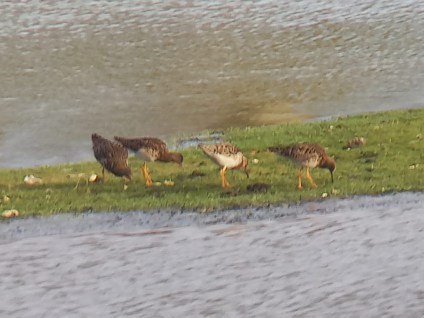 Ruff, Beddington Farmlands (Z Pannifer). Ruff, Beddington Farmlands (Z Pannifer).