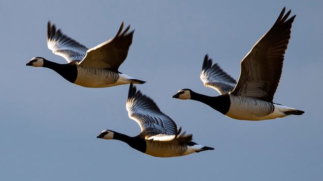 Barnacle Geese Barnacle Geese