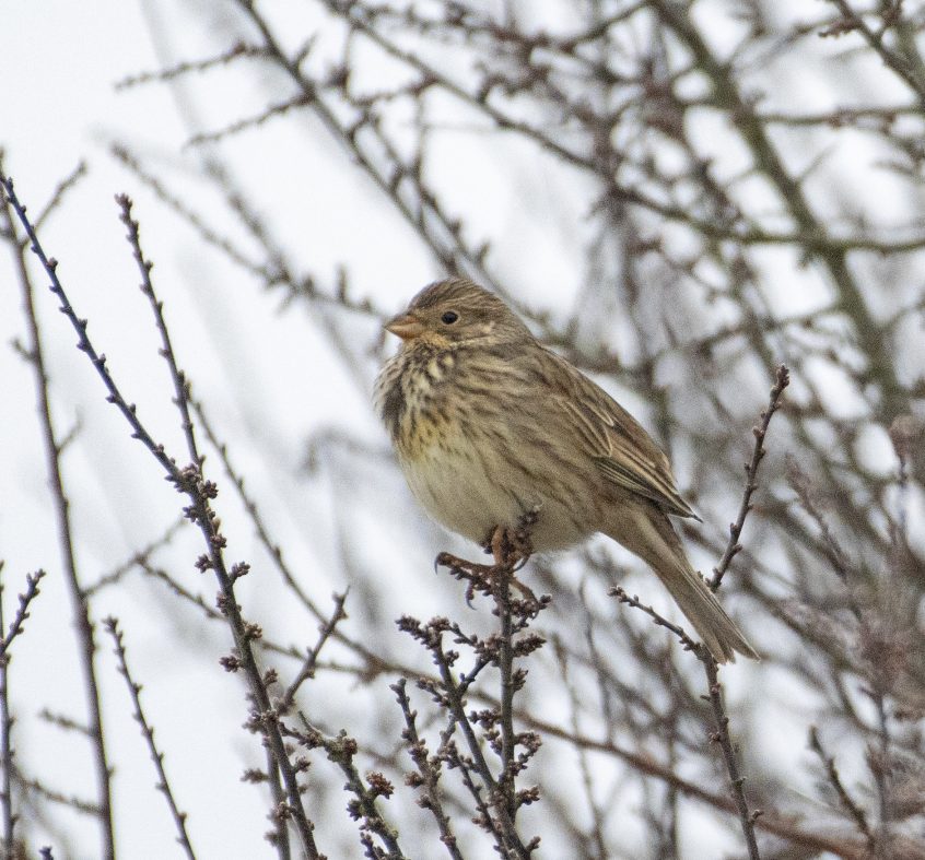 Corn Bunting, Shackleford (E Stubbs). Corn Bunting, Shackleford (E Stubbs).