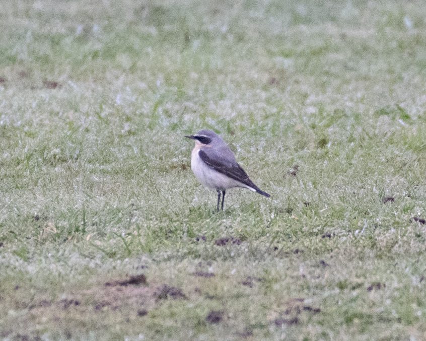 Wheatear, Shackleford (E Stubbs). Wheatear, Shackleford (E Stubbs).