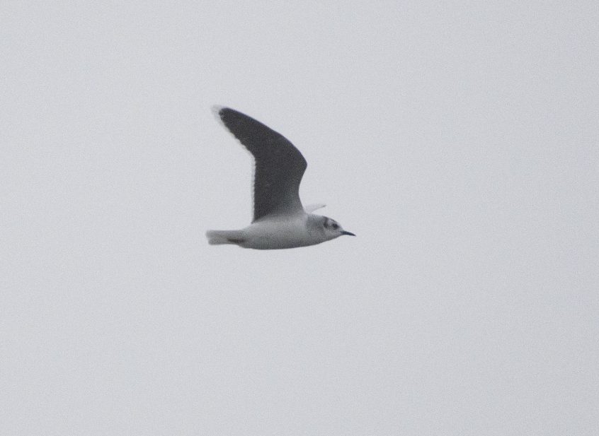 Little Gull, Enton Lakes (E Stubbs). Little Gull, Enton Lakes (E Stubbs).