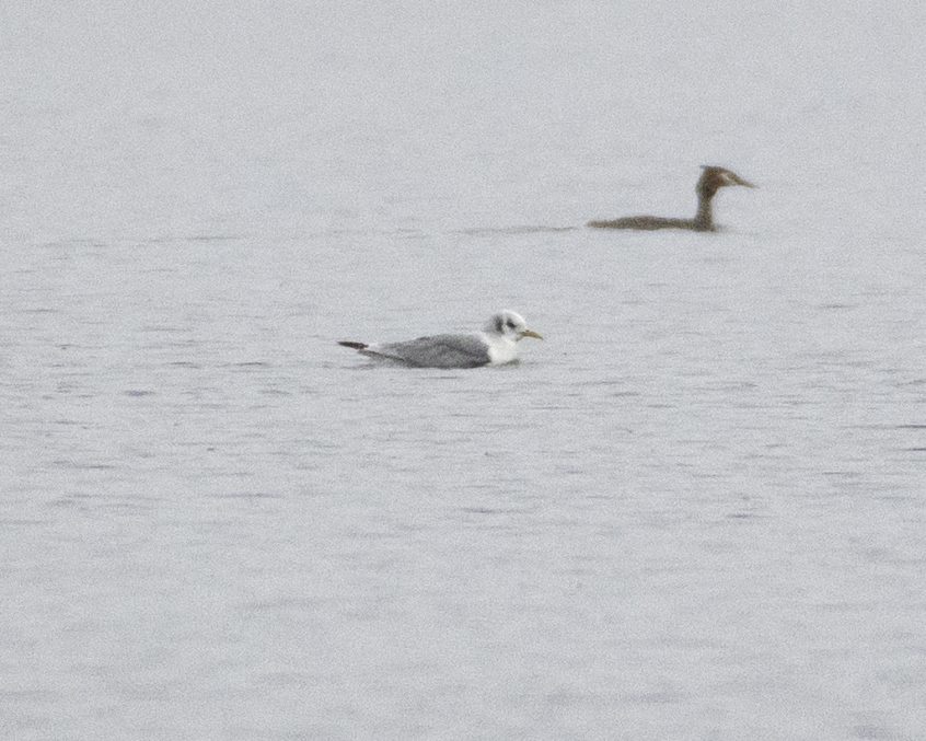 Kittiwake, Frensham Great Pond (E Stubbs). Kittiwake, Frensham Great Pond (E Stubbs).