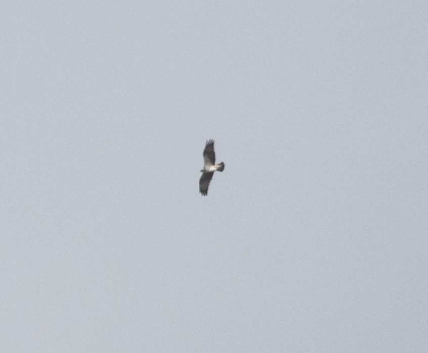 Osprey, Thursley Common (E Stubbs). Osprey, Thursley Common (E Stubbs).