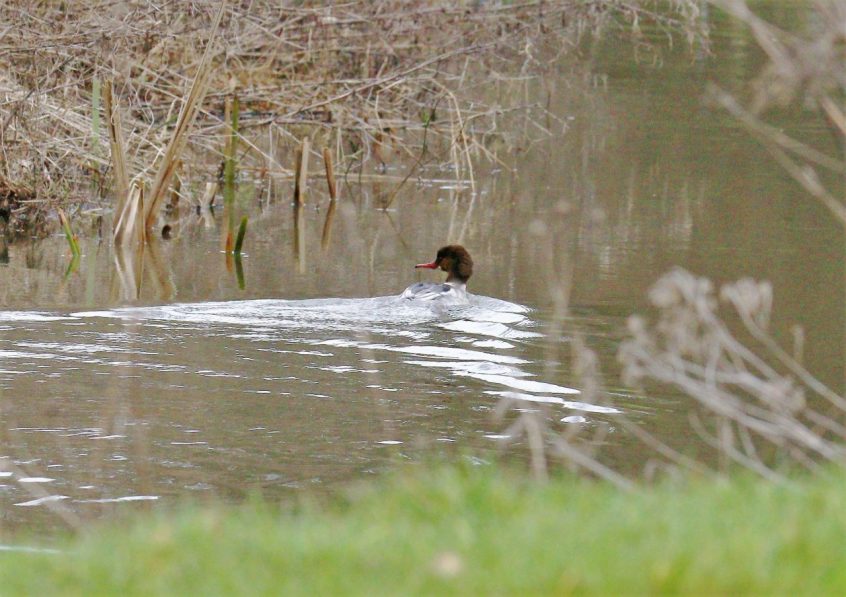 Goosander, Thundry Meadows (M Fincham). Goosander, Thundry Meadows (M Fincham).