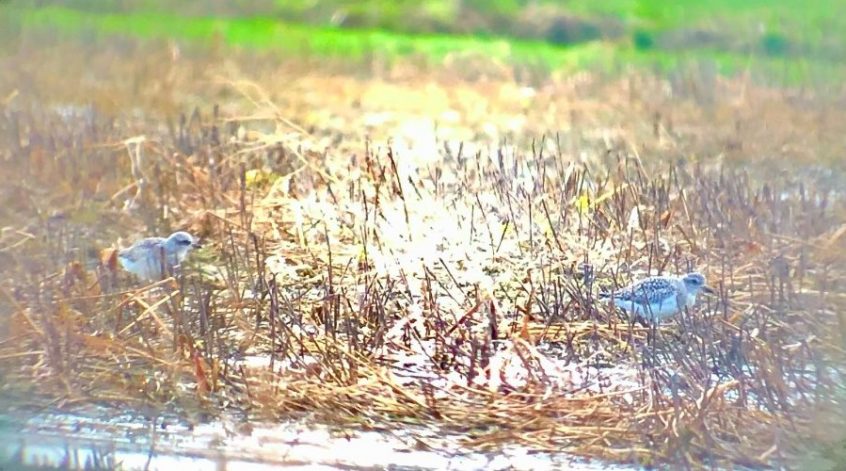 Grey Plovers, Cranleigh (R Stride). Grey Plovers, Cranleigh (R Stride).